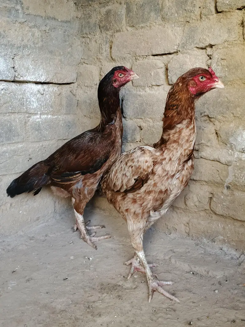 4 aseel murghi for sale whtsap 03361155620 — photo 3
