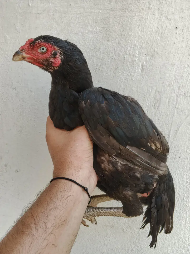 4 aseel murghi for sale whtsap 03361155620 — photo 5