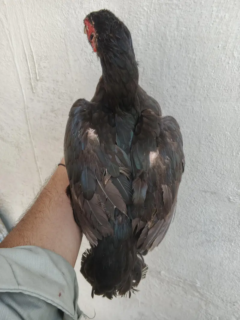 4 aseel murghi for sale whtsap 03361155620 — photo 6