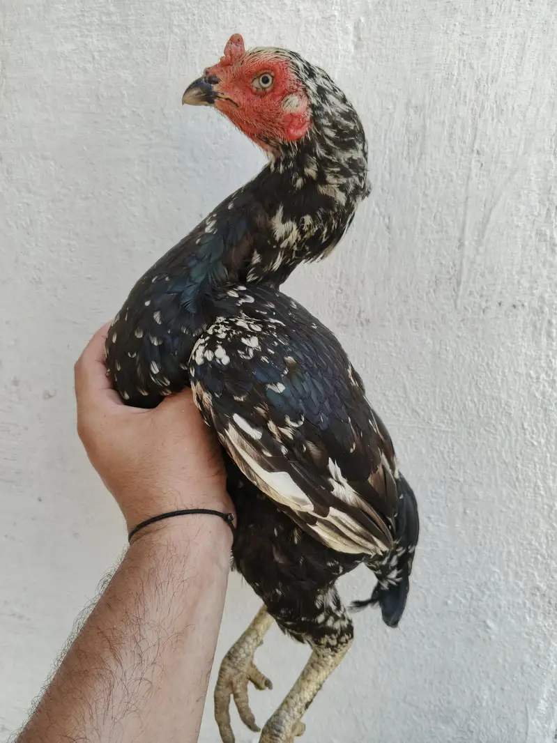 4 aseel murghi for sale whtsap 03361155620 — photo 7