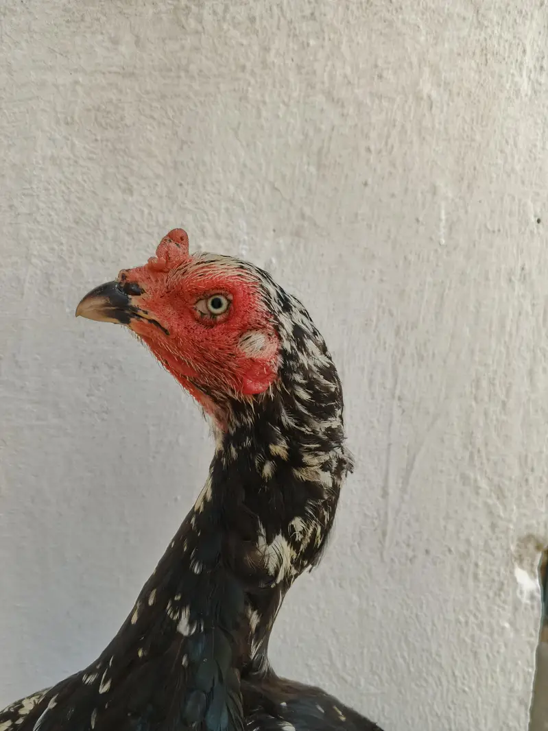 4 aseel murghi for sale whtsap 03361155620 — photo 8