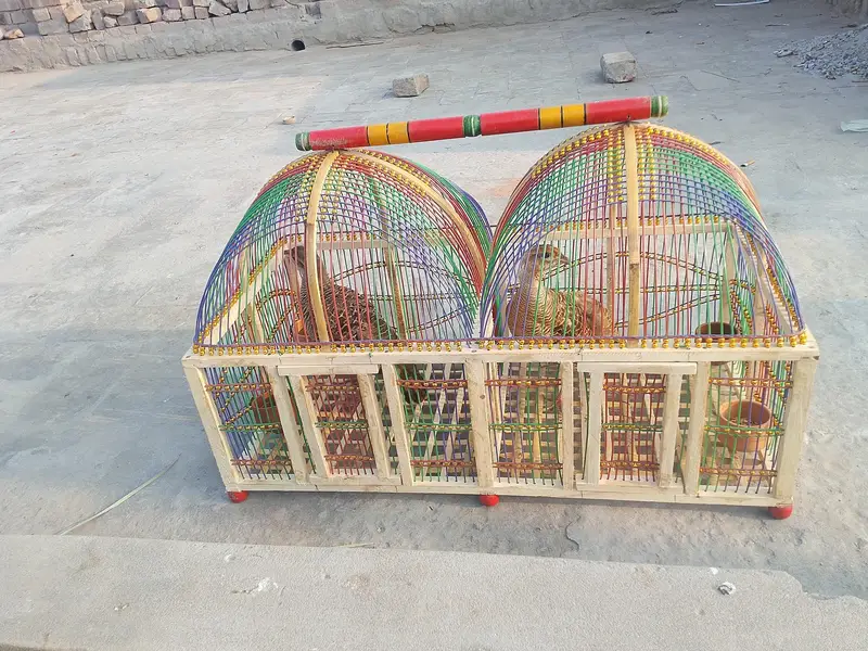 aseel morgay pair and teetar sale 03166502342 — photo 2
