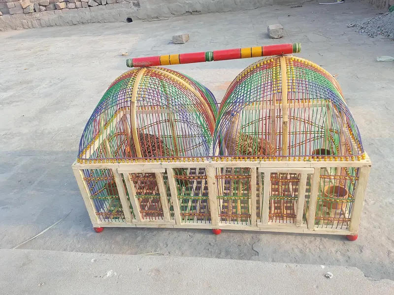 aseel morgay pair and teetar sale 03166502342 — photo 5