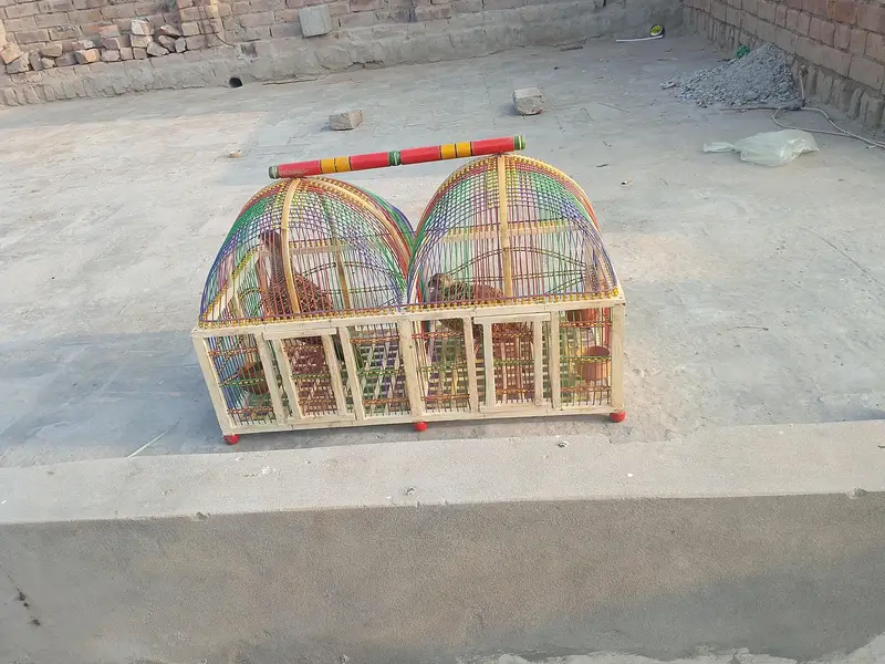 aseel morgay pair and teetar sale 03166502342 — photo 6