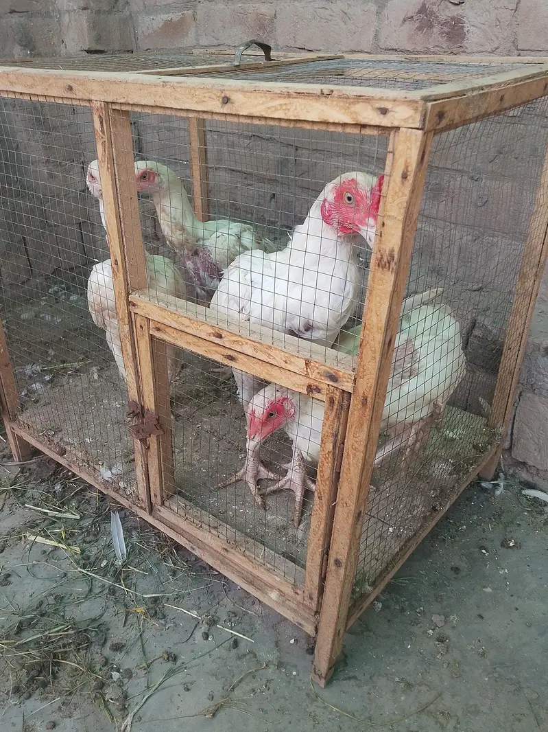 aseel morgay pair and teetar sale 03166502342 — photo 8
