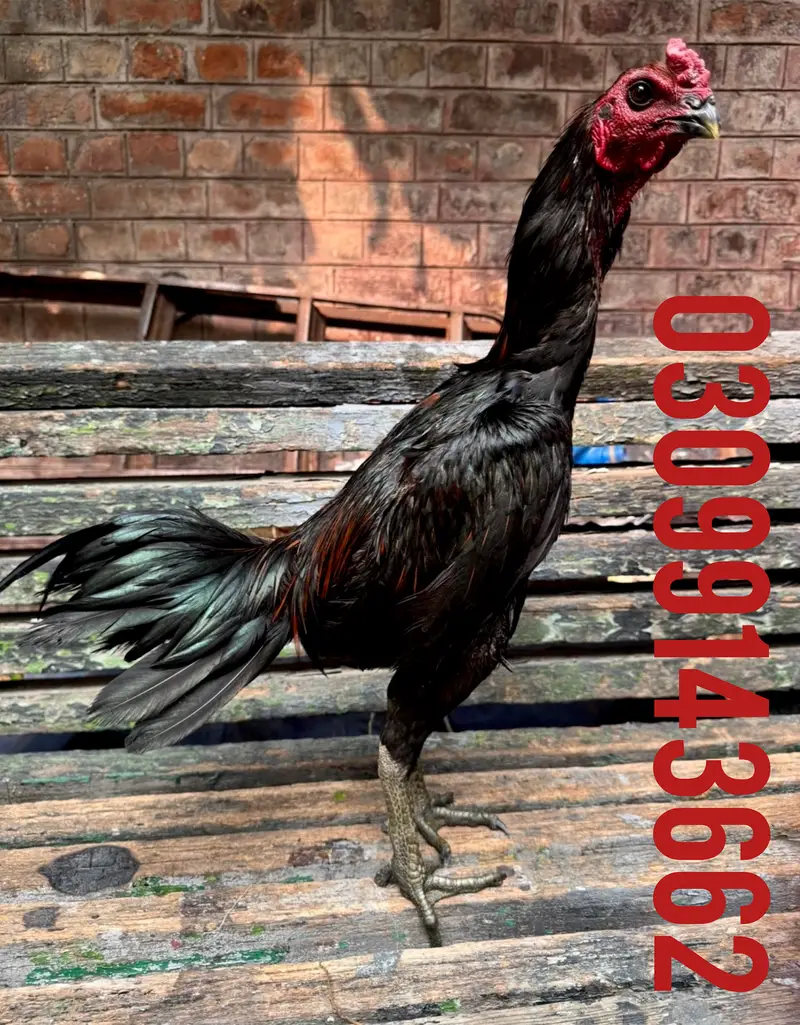 Dragon male black skin confirm breeder — photo 2