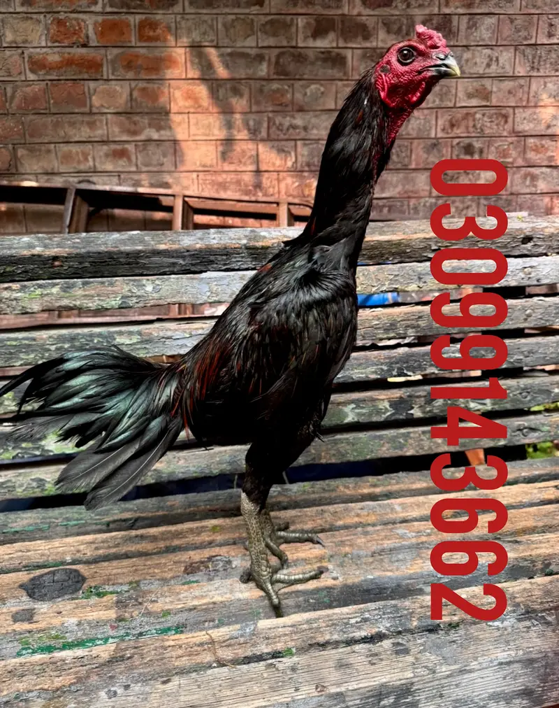 Dragon male black skin confirm breeder — photo 3