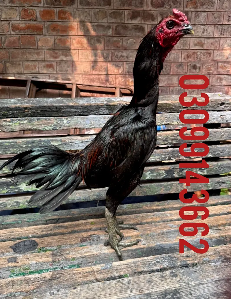 Dragon male black skin confirm breeder — photo 4