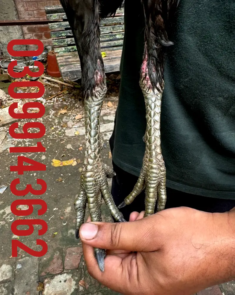 Dragon male black skin confirm breeder — photo 5