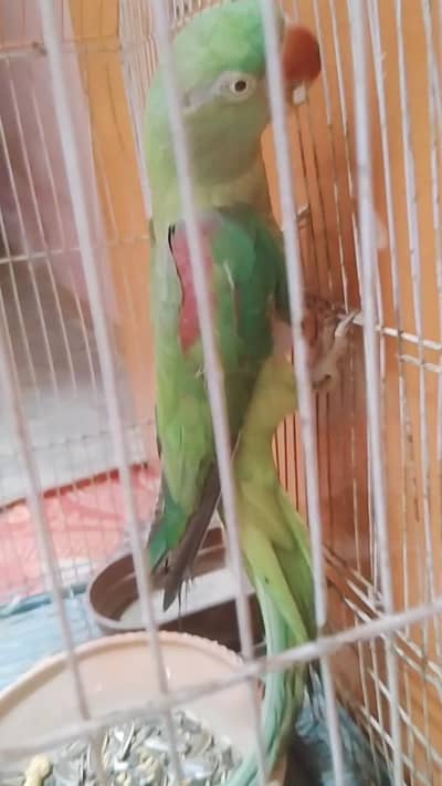 raw kashmiri Pahari female urgent sale with cage