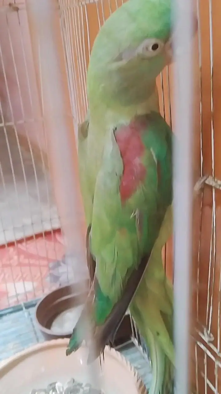 raw kashmiri Pahari female urgent sale with cage — photo 2