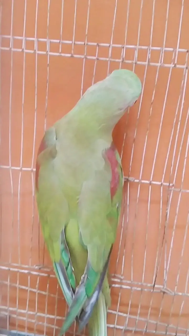 raw kashmiri Pahari female urgent sale with cage — photo 3
