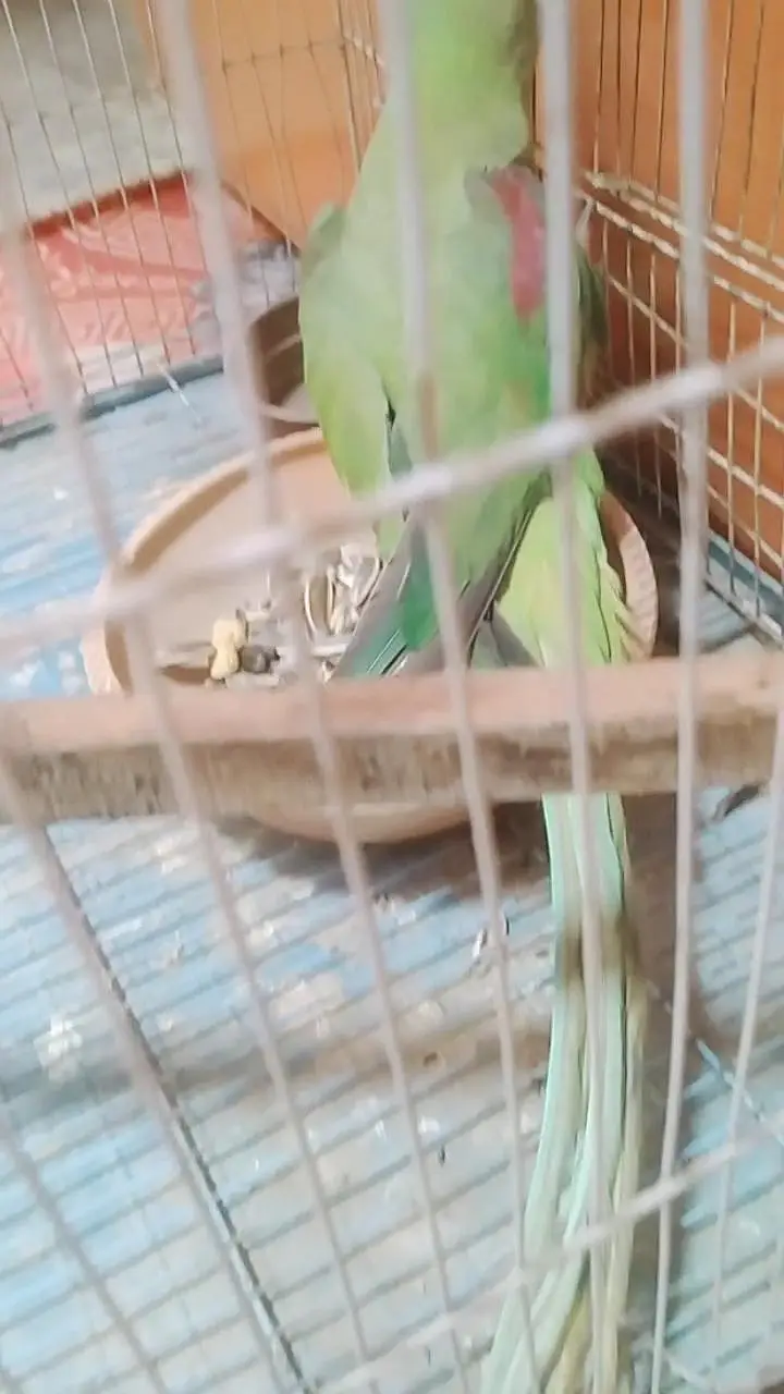 raw kashmiri Pahari female urgent sale with cage — photo 4