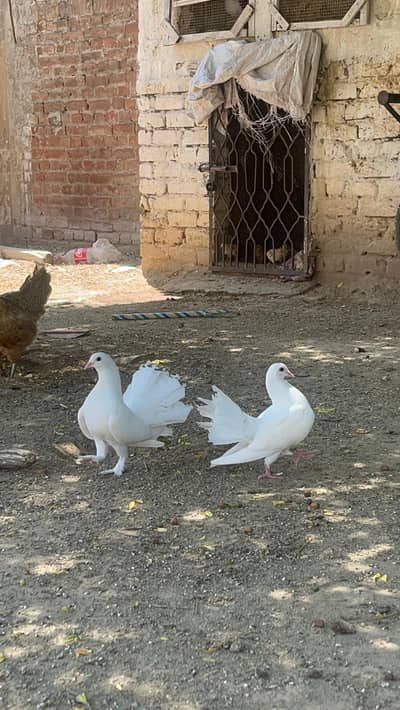 Laka Pigeons