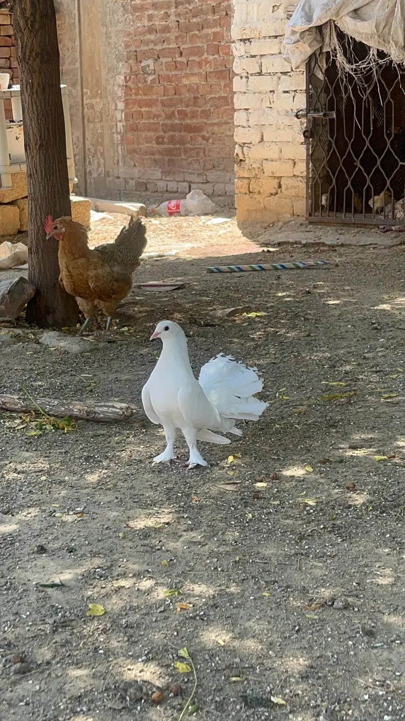Laka Pigeons — photo 2