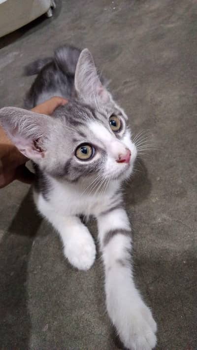 American Short hair cat