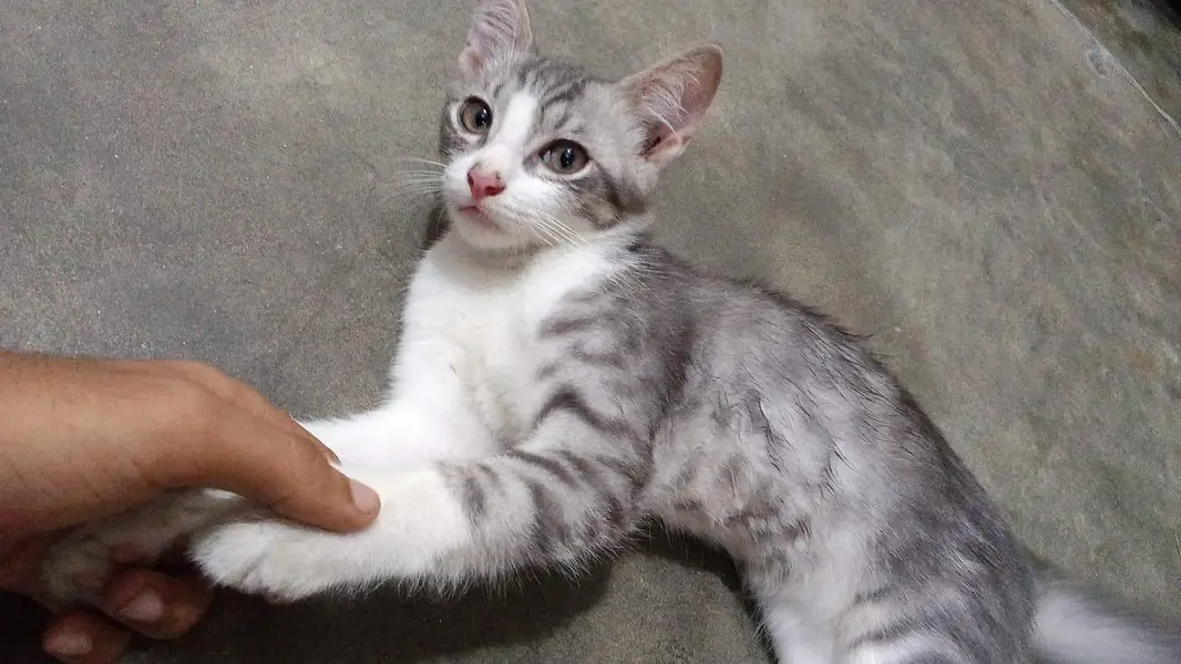 American Short hair cat — photo 2