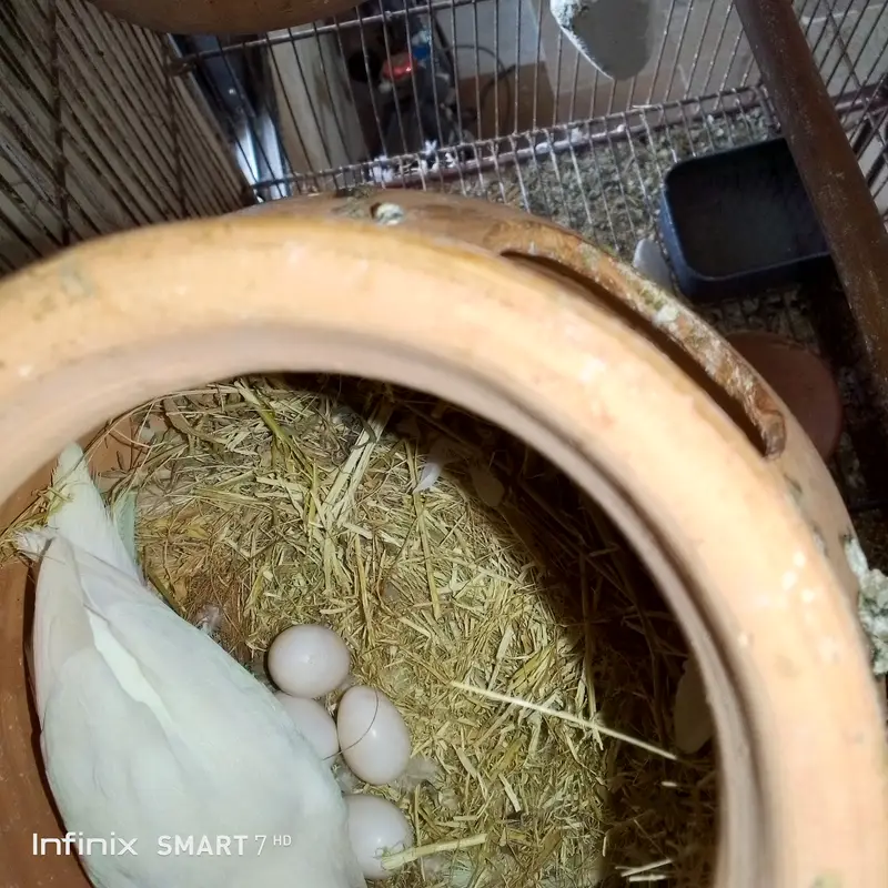 Lovebirds albino breeder pair for sale! — photo 2