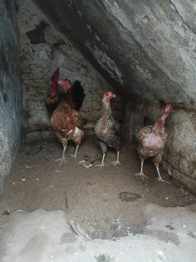 Desi Hens for sale in Bwp