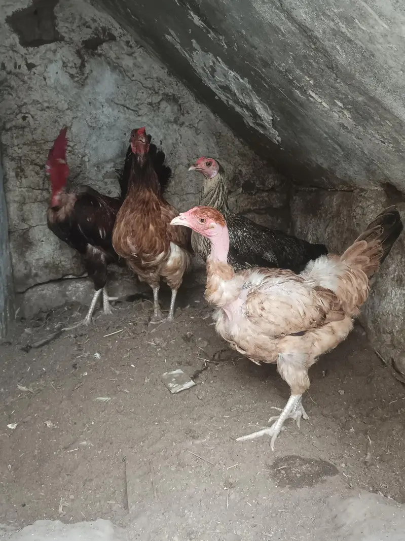 Desi Hens for sale in Bwp — photo 2