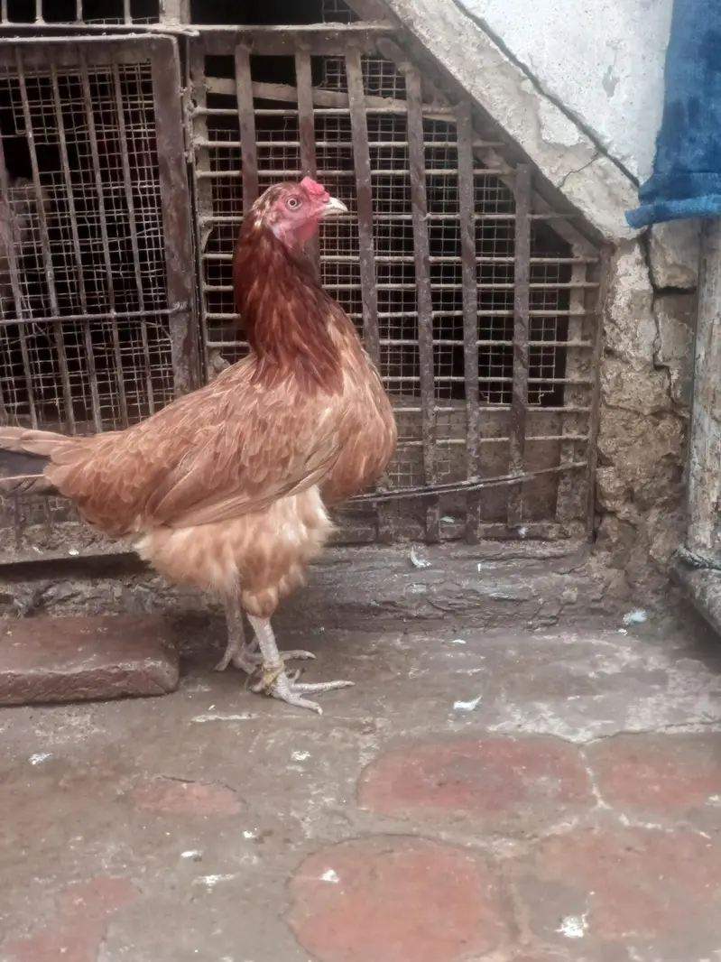 Desi Hens for sale in Bwp — photo 3