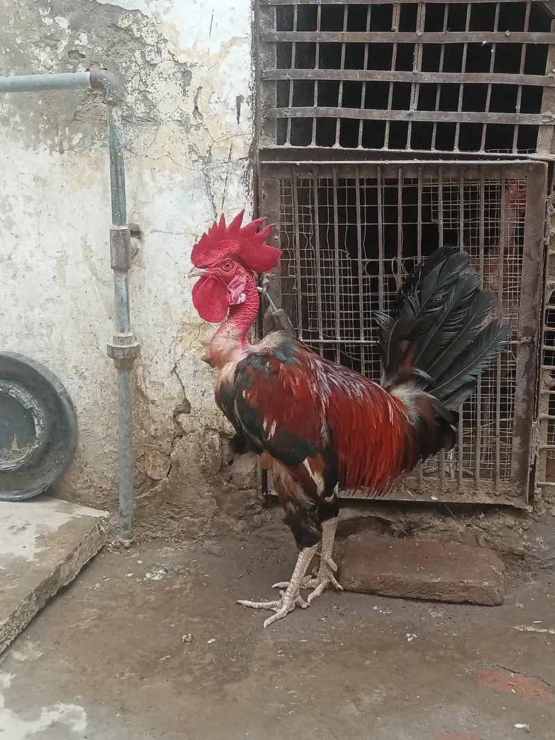 Desi Hens for sale in Bwp — photo 4
