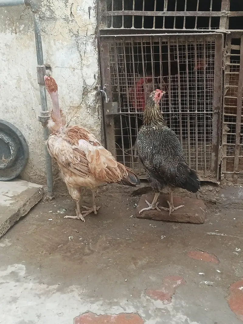 Desi Hens for sale in Bwp — photo 5