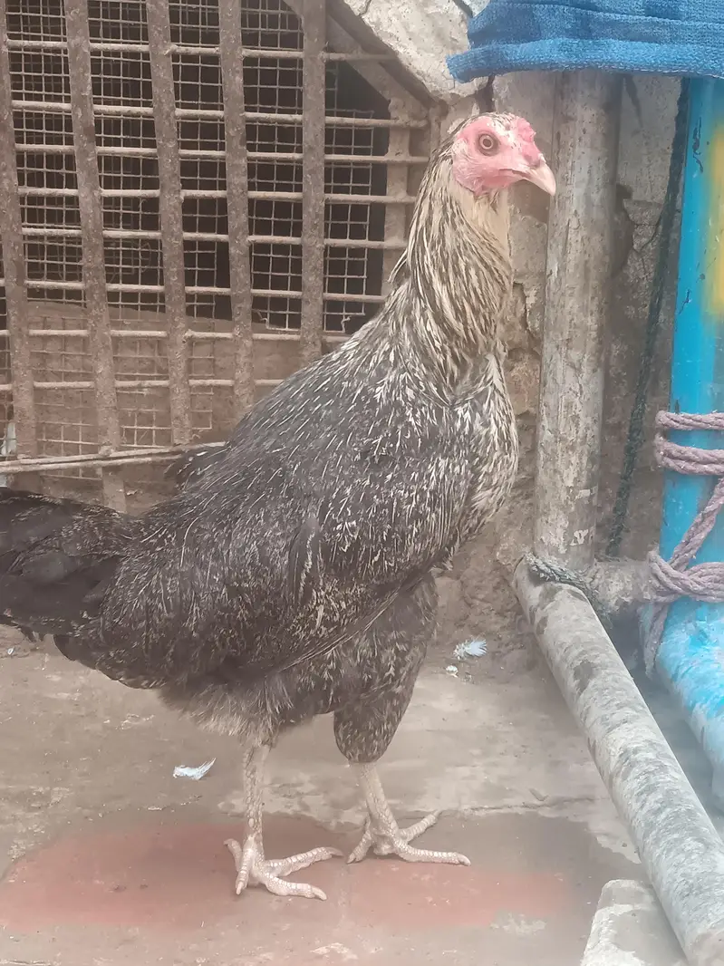 Desi Hens for sale in Bwp — photo 6