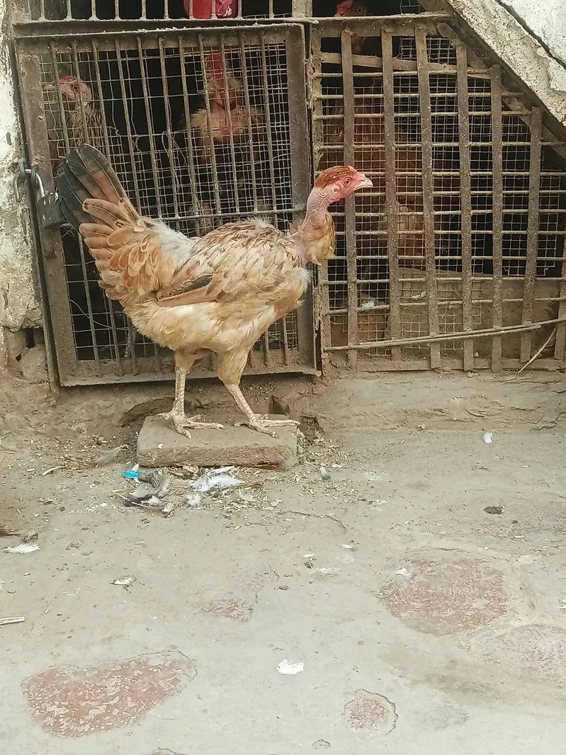 Desi Hens for sale in Bwp — photo 7