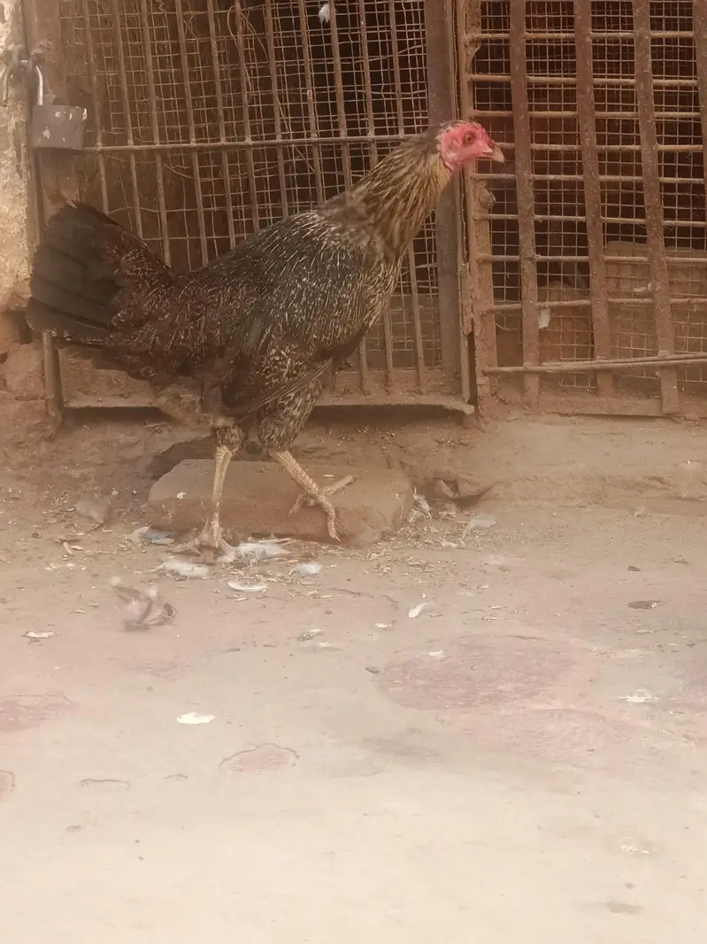 Desi Hens for sale in Bwp — photo 8