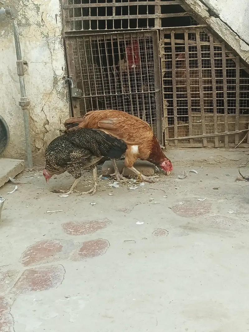 Desi Hens for sale in Bwp — photo 9