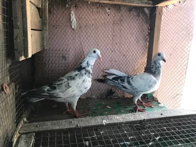 qasid pair