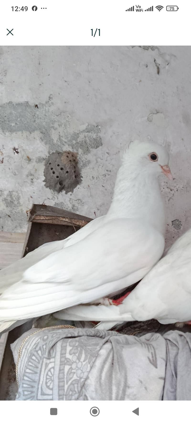 qasid pair 1
