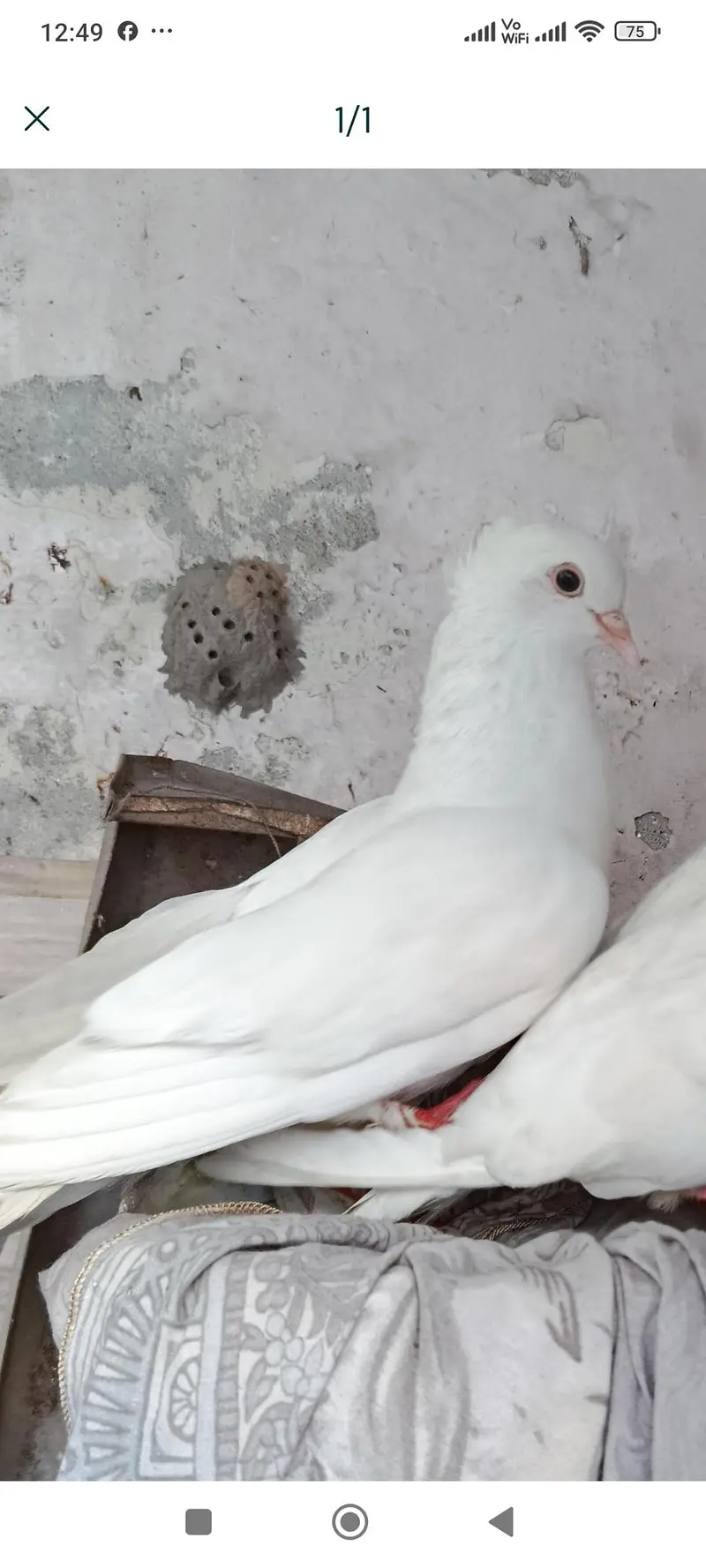qasid pair — photo 2