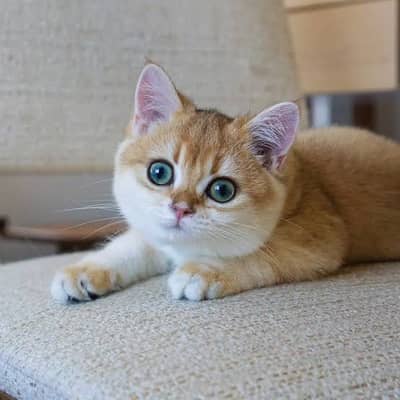 Ny11 British Short Hair Female Available