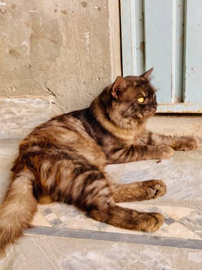 Rare Brown  Persian | Golden Eyes| Long hair