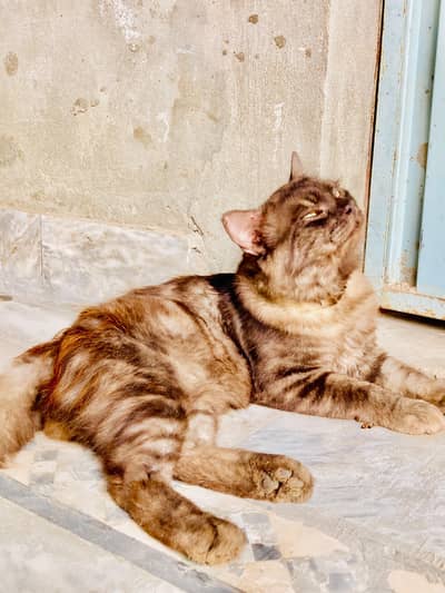 Rare Brown  Persian | Golden Eyes| Long hair | Breeding