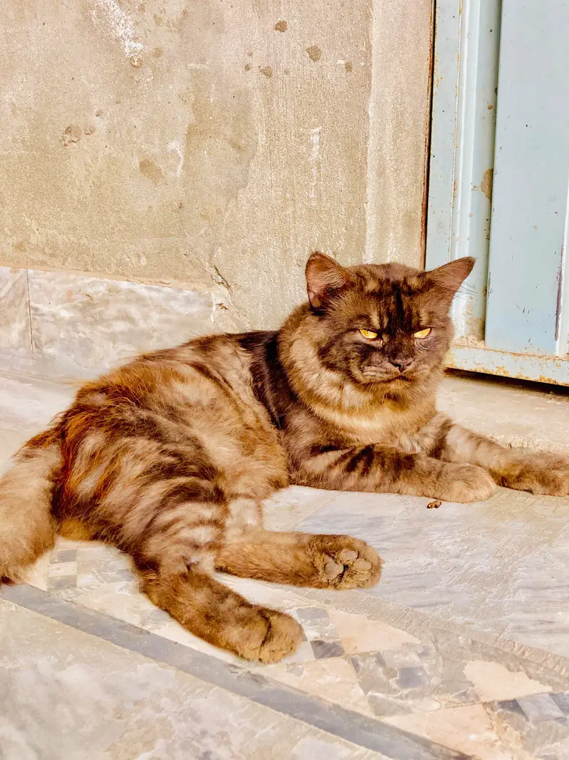 Rare Brown  Persian | Golden Eyes| Long hair — photo 2