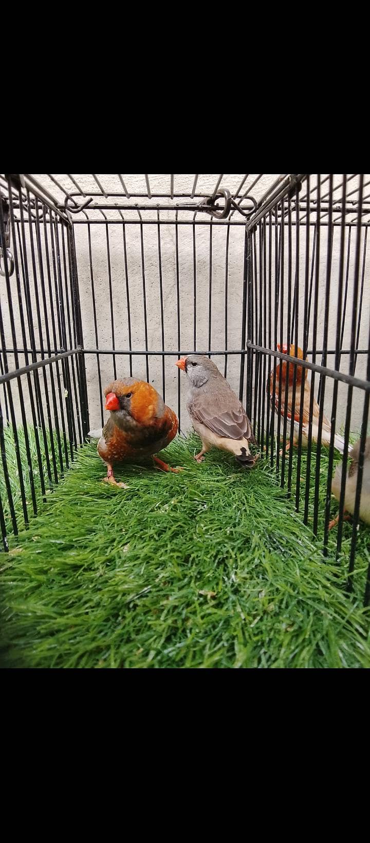 FULL ORANGE 2