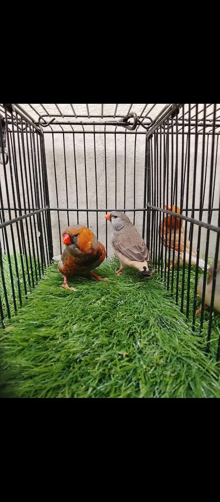 FULL ORANGE — photo 3