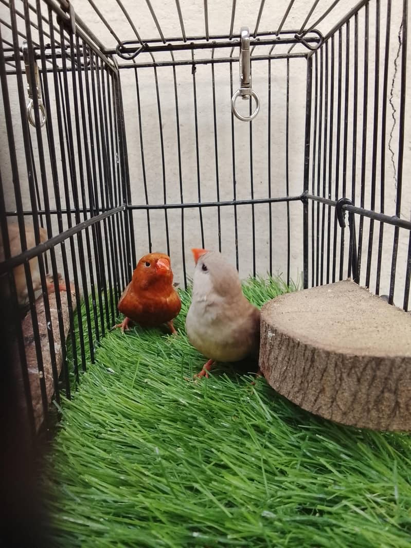 FULL ORANGE 3