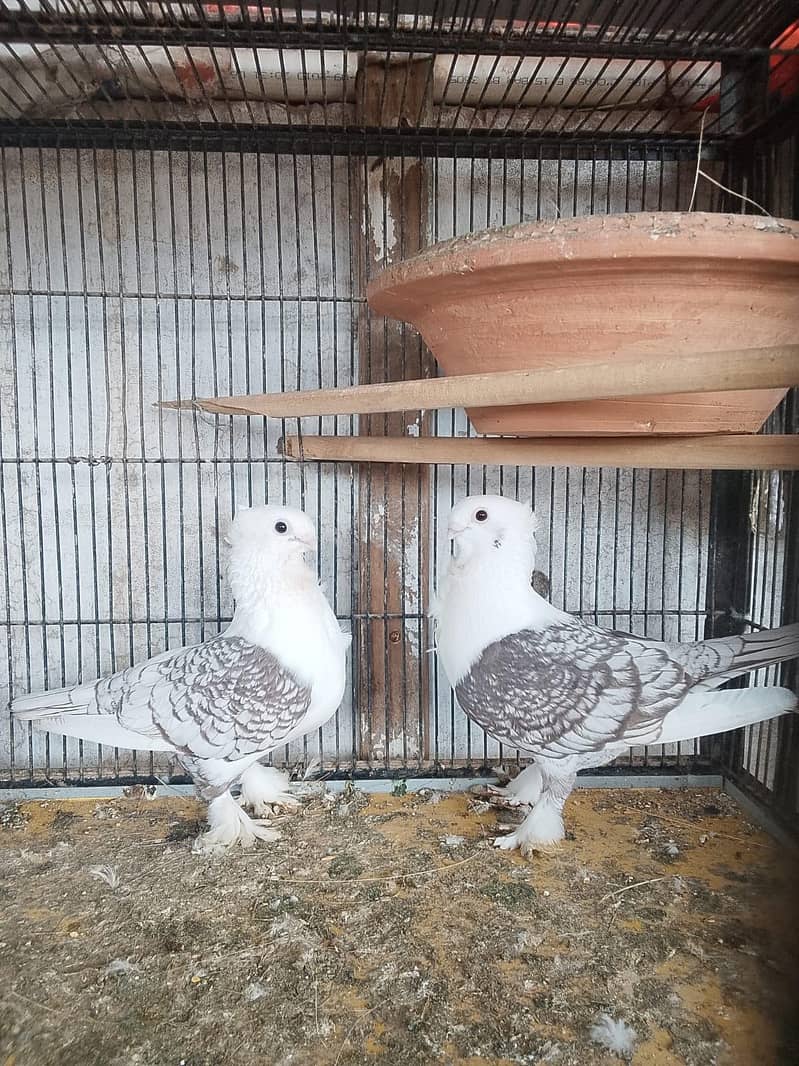 fancy pigeons 0