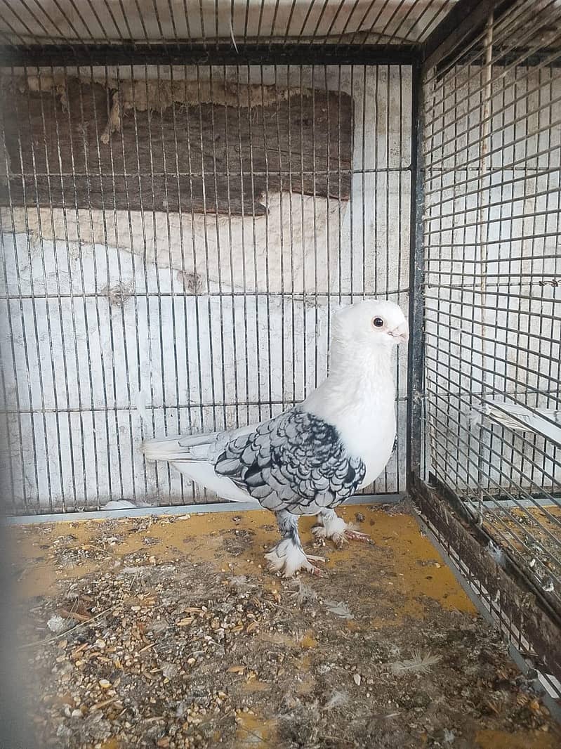 fancy pigeons 1
