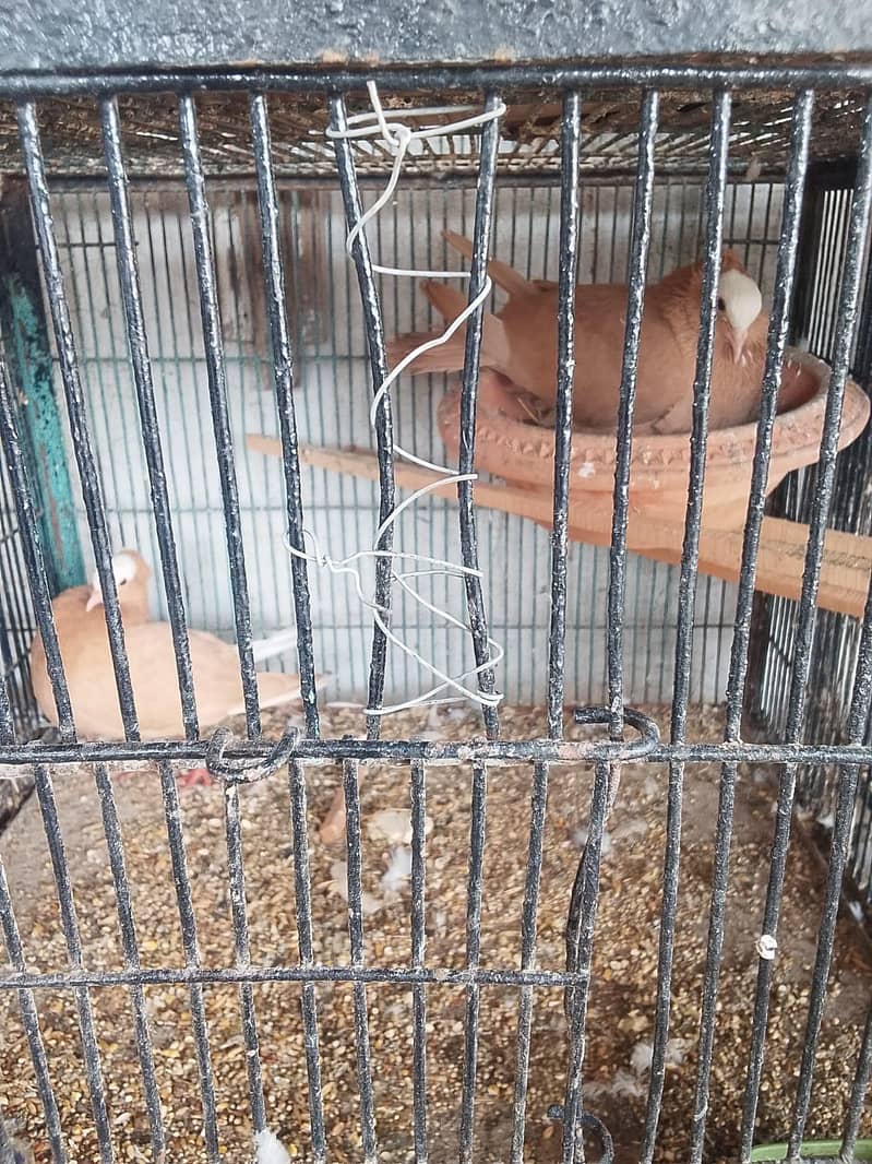 fancy pigeons 2