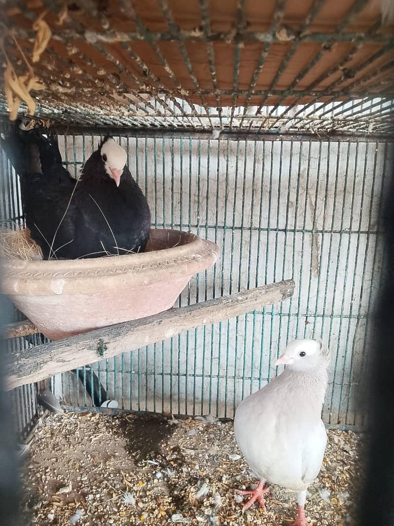 fancy pigeons 3