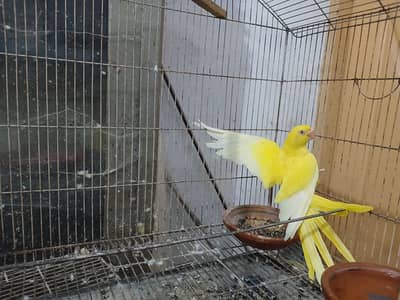 Parrot Female Peela
