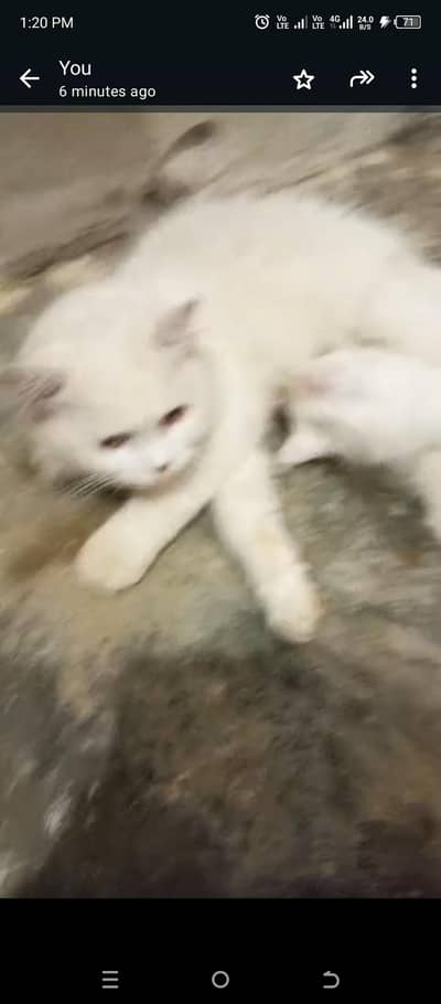 Persian cat with 2 kitten