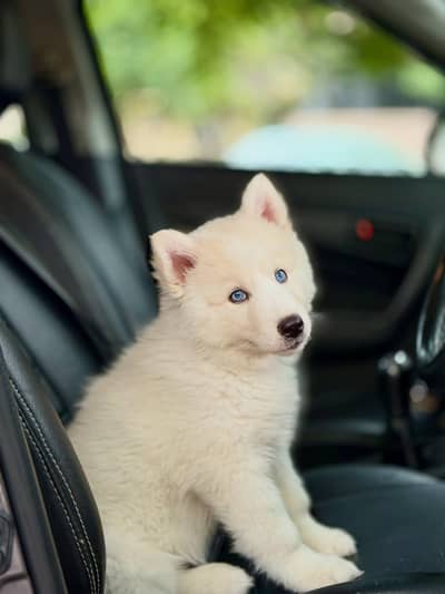 SIBERIAN HUSKY PUPPIES