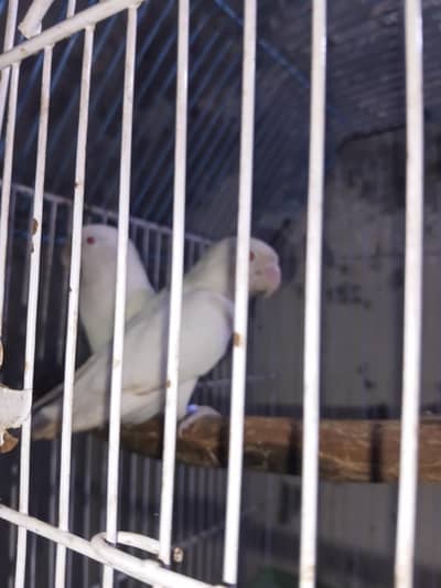 albino red eye