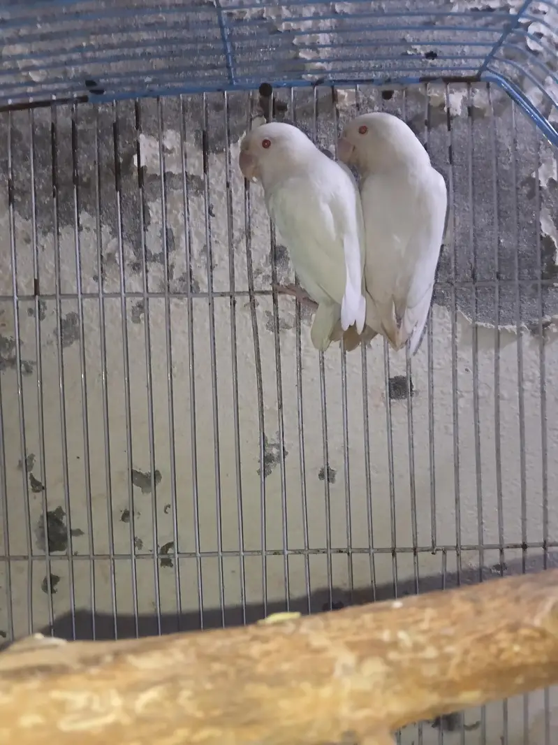 albino red eye — photo 2